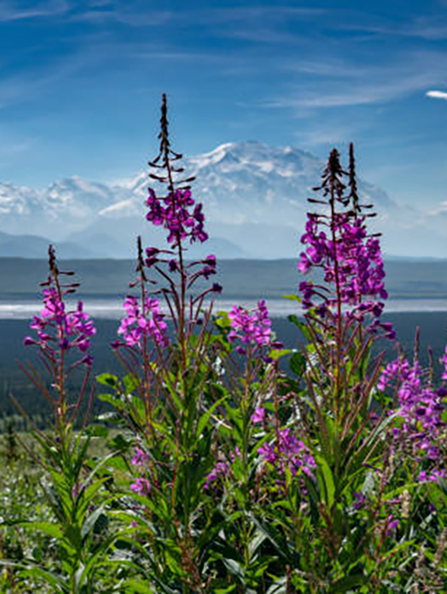 fireweed vertical