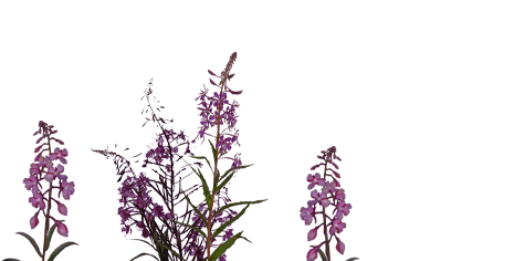 flowerburst 03 dark