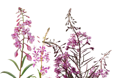 flowerburst 04